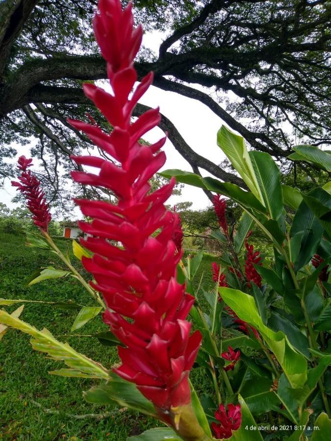 Hacienda El Saman Villa Quimbaya Eksteriør billede