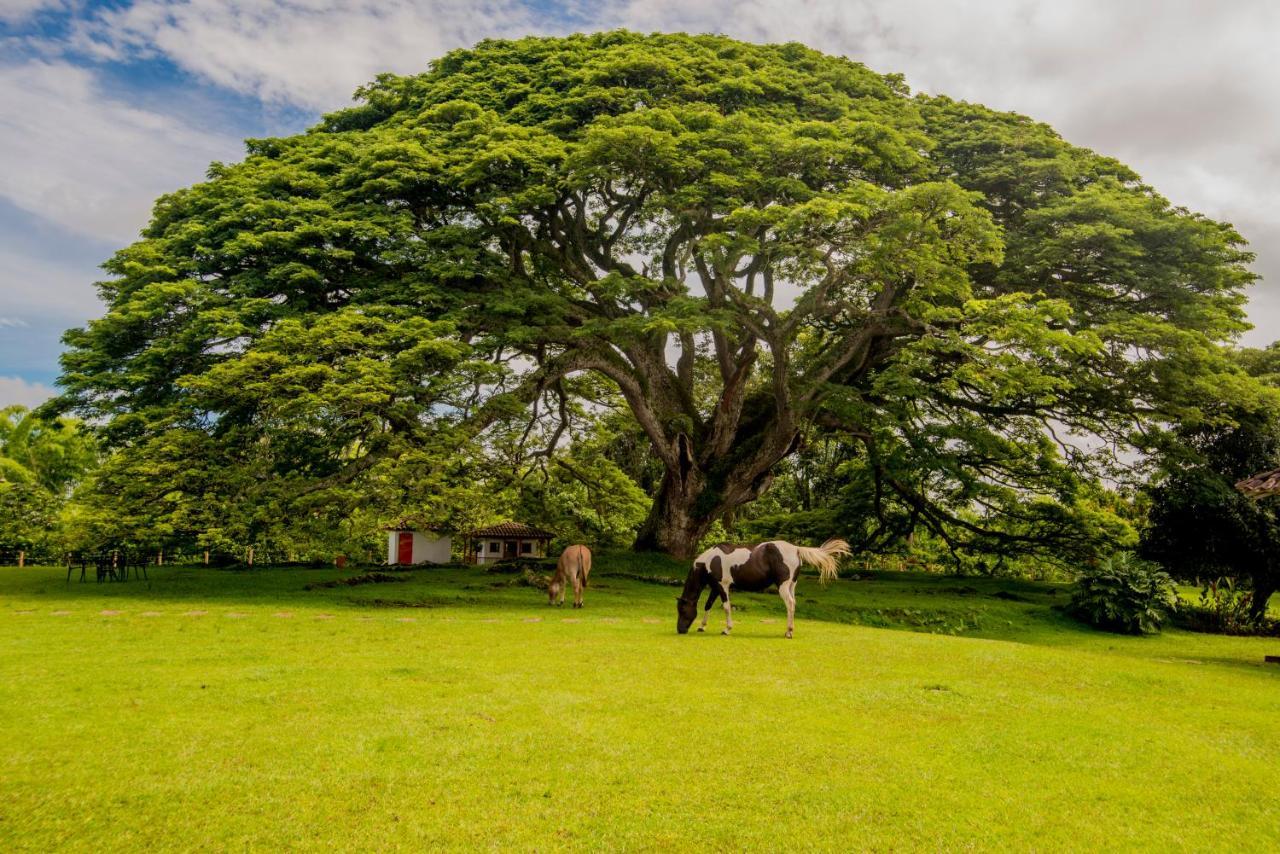 Hacienda El Saman Villa Quimbaya Eksteriør billede
